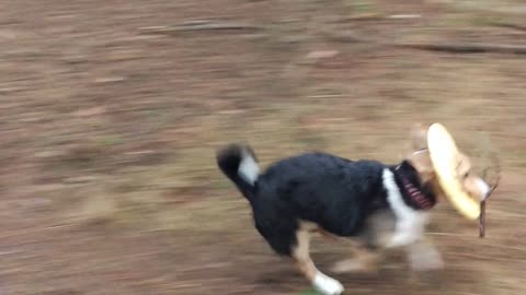 corgi and frisbee