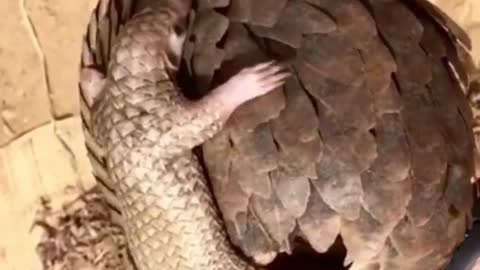pangolin