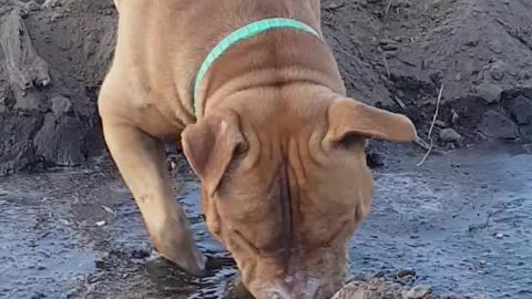 Dog pitbull