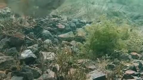Fishing Underwater Compilation short clips