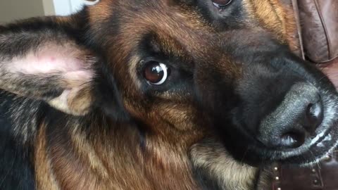 Synchronized Head Tilts By Handsome Shepherds