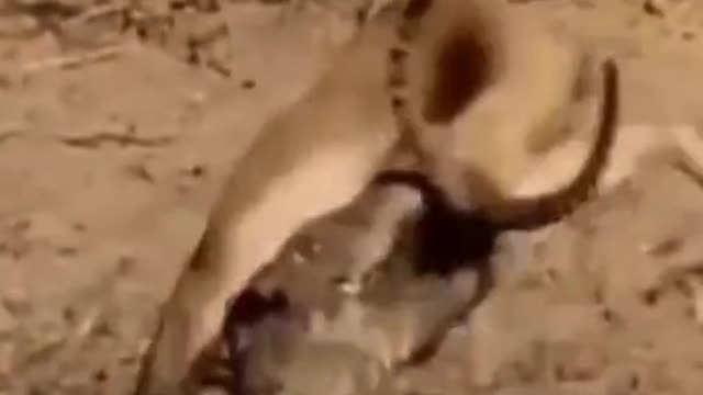 The deer is drinking water