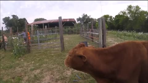04-01-23 Loading Calves