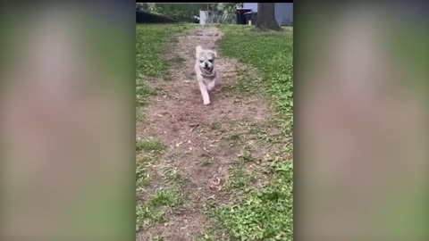 Funniest Animals Video - Funny Dogs And Cats - Try Not To Laugh Animals 2022