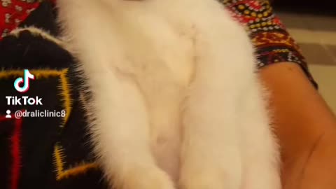 Cute Kittens