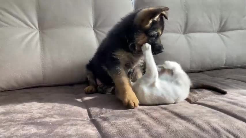 German Shepherd Puppy and Kitten Playing [TRY NOT TO LAUGH]
