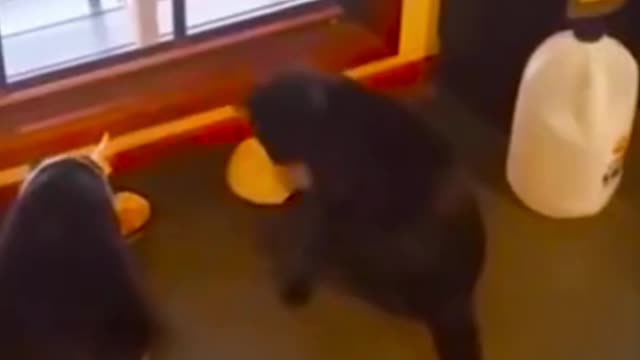 Cute And Funny Cat π Cat Video π»#Animal Lovers #Short#
