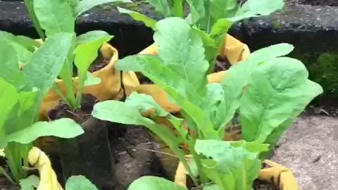 Radish growing in useless bags💗