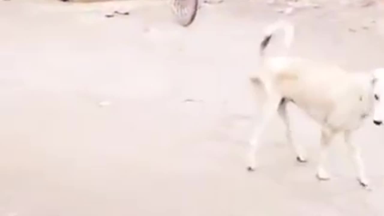 FUNNY DOG CORRONA ACT