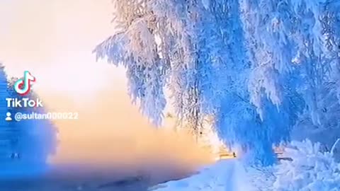 Зимний лес