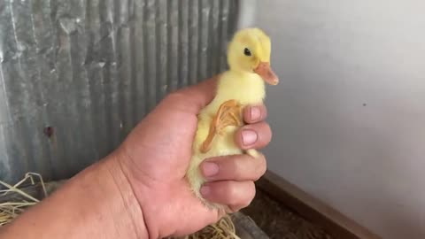 Amazing Pekin Duckling Hatching From Eggs - Nee