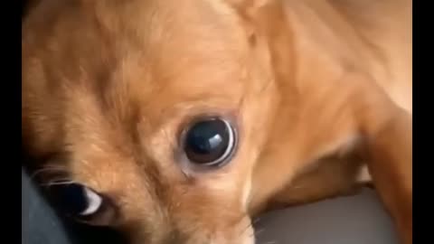 Best DOG Videos Ever!!😻(Funny PUPPIES Compilation)😹
