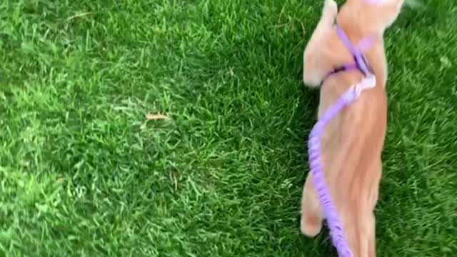 The cat is running fast at the behest of its owner