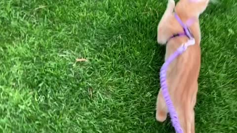 The cat is running fast at the behest of its owner