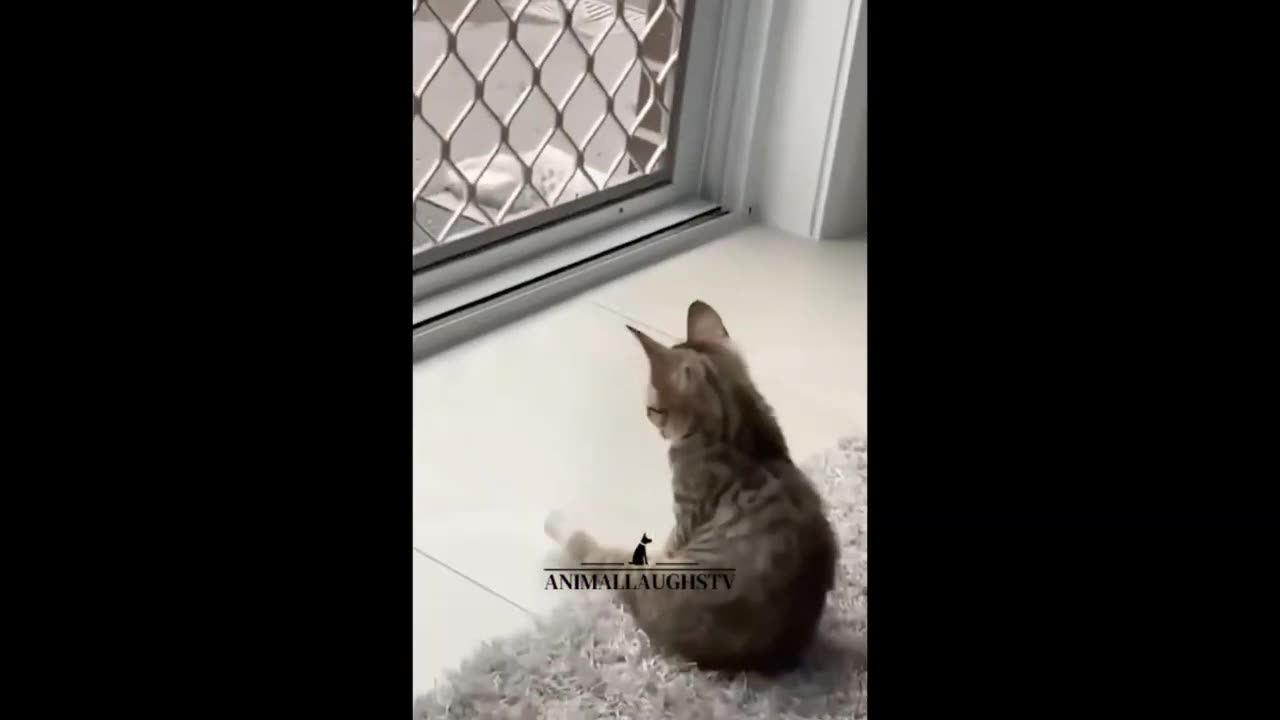 Funny animal video