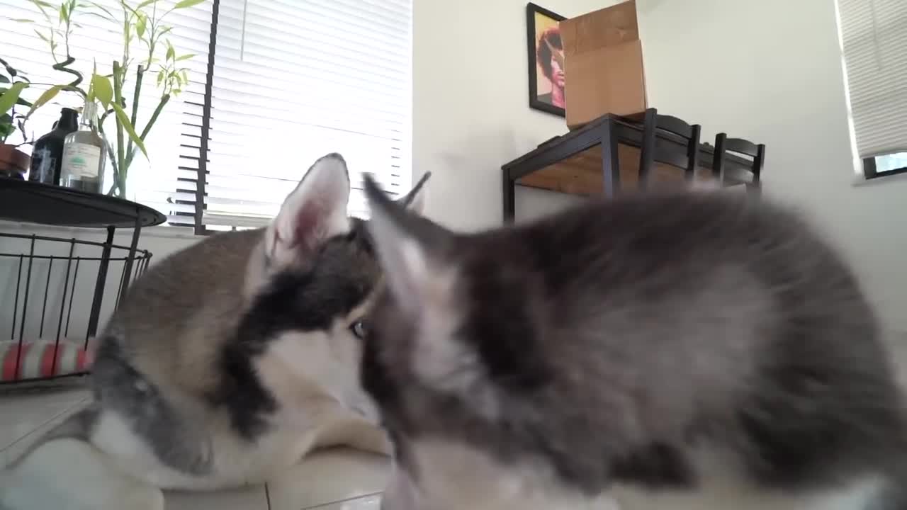 Gohan Meets His Puppy Son For The First Time!