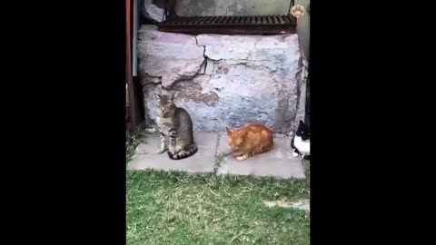 Prepare for Non-Stop Laughter: The Hilarious Antics of Funny Cats! 🐱🤣