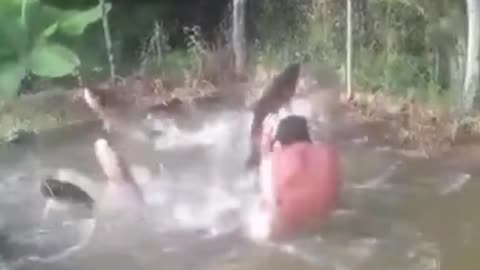 in the pool with huge fishes