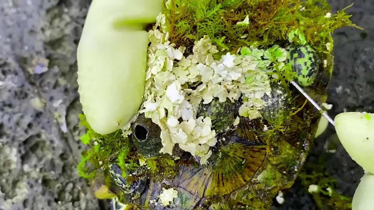 Sea turtle become kings of prey after removing millions of sea creatures and barnacles on shell-10