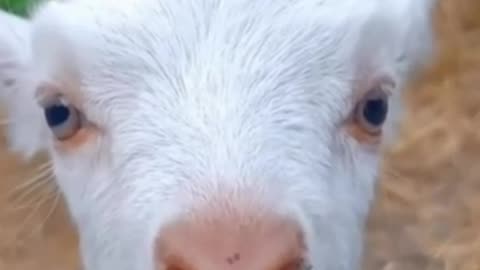 Cutie Animal | Funny Animal Videos | #love #cats #cute #cuteness #firstlove #comedy