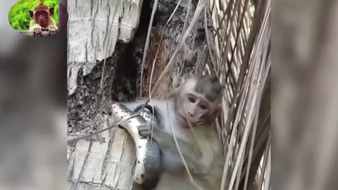 Snake Attacked Monkey Very Heart Touched
