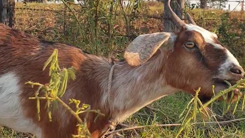 beautiful goat , best animals