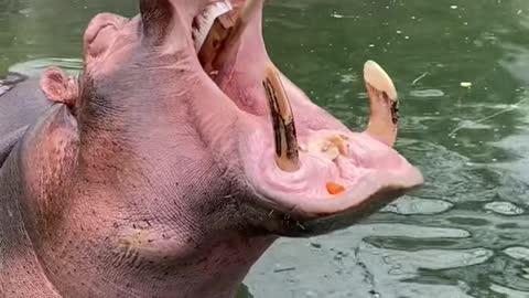 hippo