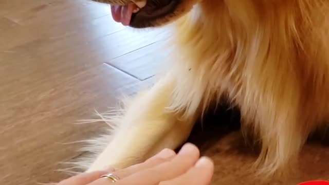 Do You think You can TRICK a Golden Retriever DOG