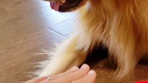 Do You think You can TRICK a Golden Retriever DOG