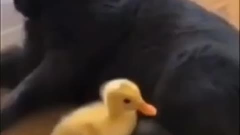 ANIMAL FUNNY VIDEOS 😸