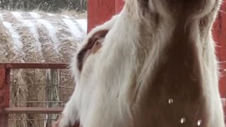 Cow Drinks Water Close Up