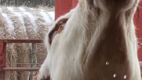 Cow Drinks Water Close Up