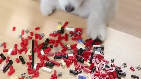 Send you a rose! Adorable Pet Debut Plan Hiromi is so cute 💥 Confusing Behavior Awards Roses