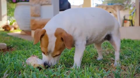 Funny Dog | naughty Dog | dog training.