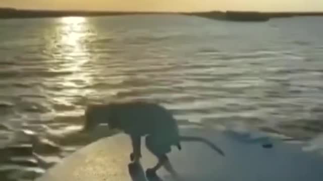 Dangerous nature / dog shit