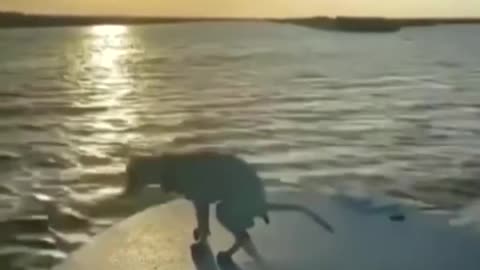 Dangerous nature / dog shit