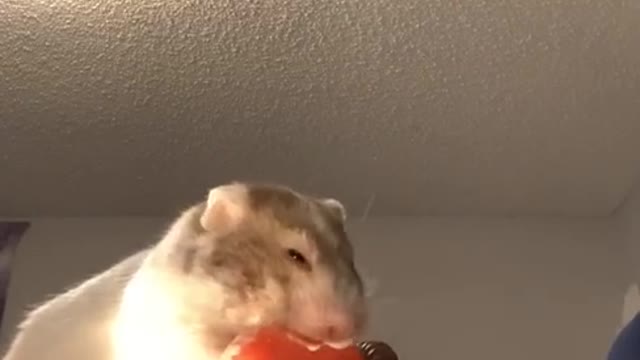 I didn’t give her the whole piece but CHOMP