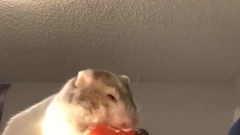 I didn’t give her the whole piece but CHOMP