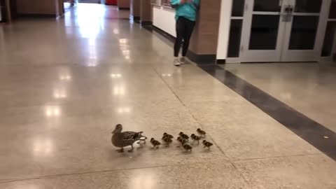 Mother Duck and her Ducklings Visit High School