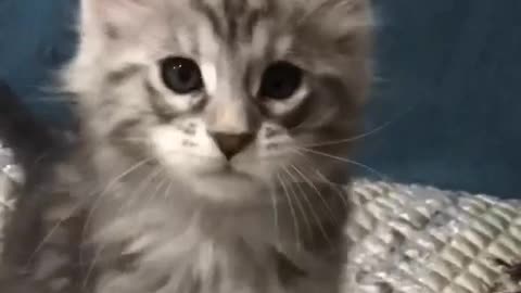 funny cat