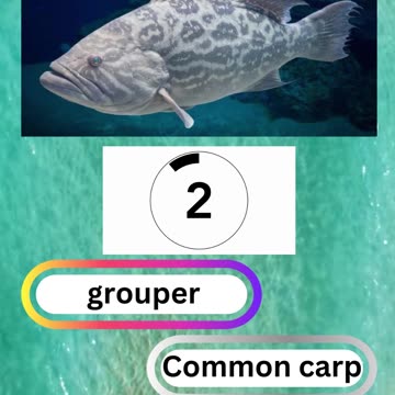 Fish Frenzy 16 A fast-paced quiz