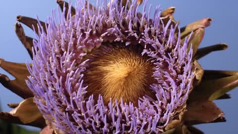 Flowers opening time lapse, compilation composite flowers. Music 'Pie Jesu' Singer Chloëbeth Hamer