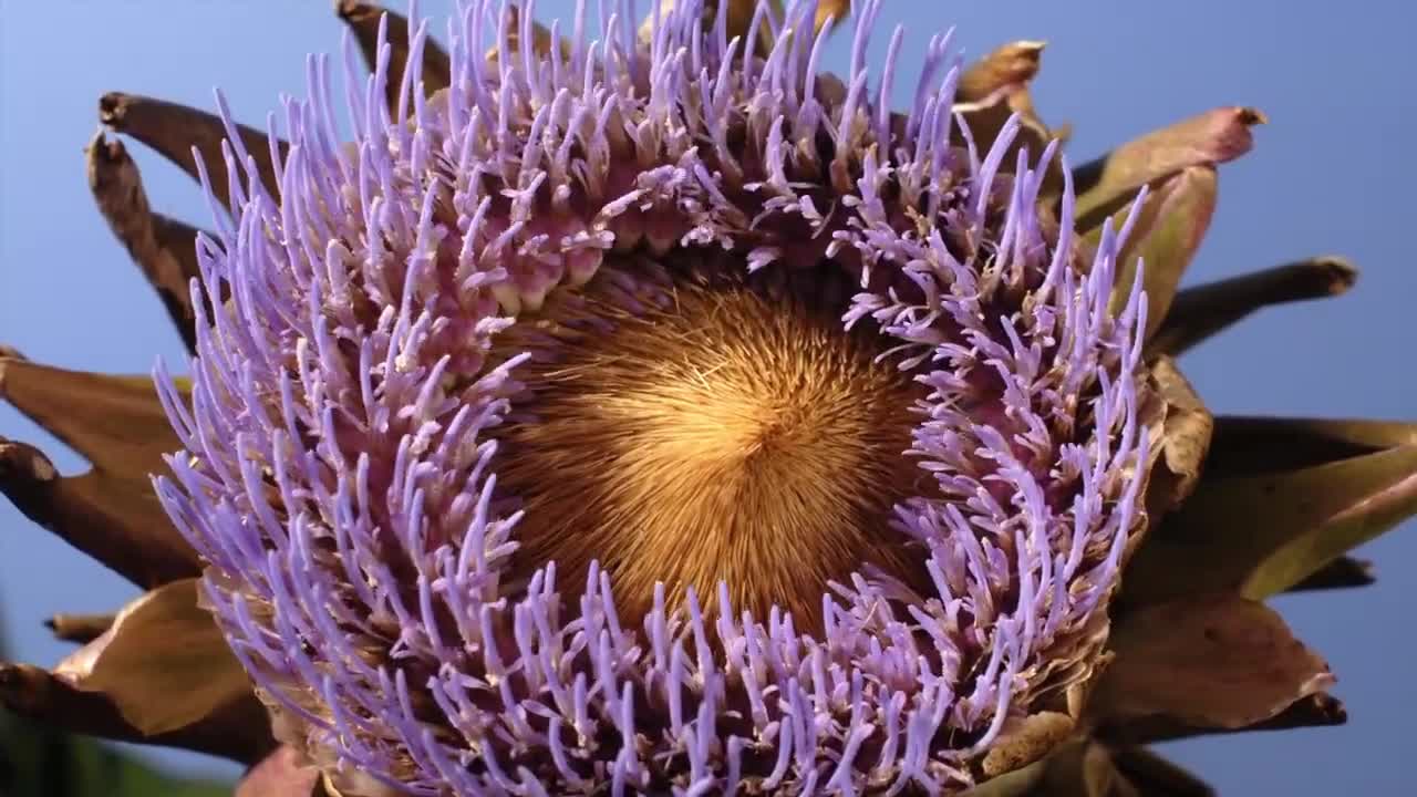Flowers opening time lapse, compilation composite flowers. Music 'Pie Jesu' Singer Chloëbeth Hamer