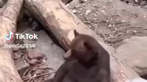 Monky chill