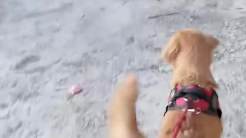 So cute !! I can't stop watching it