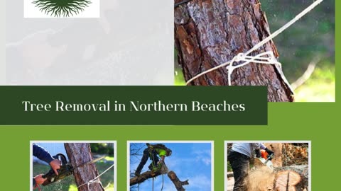 Transform Your Landscape: Tree Removal in Northern Beaches