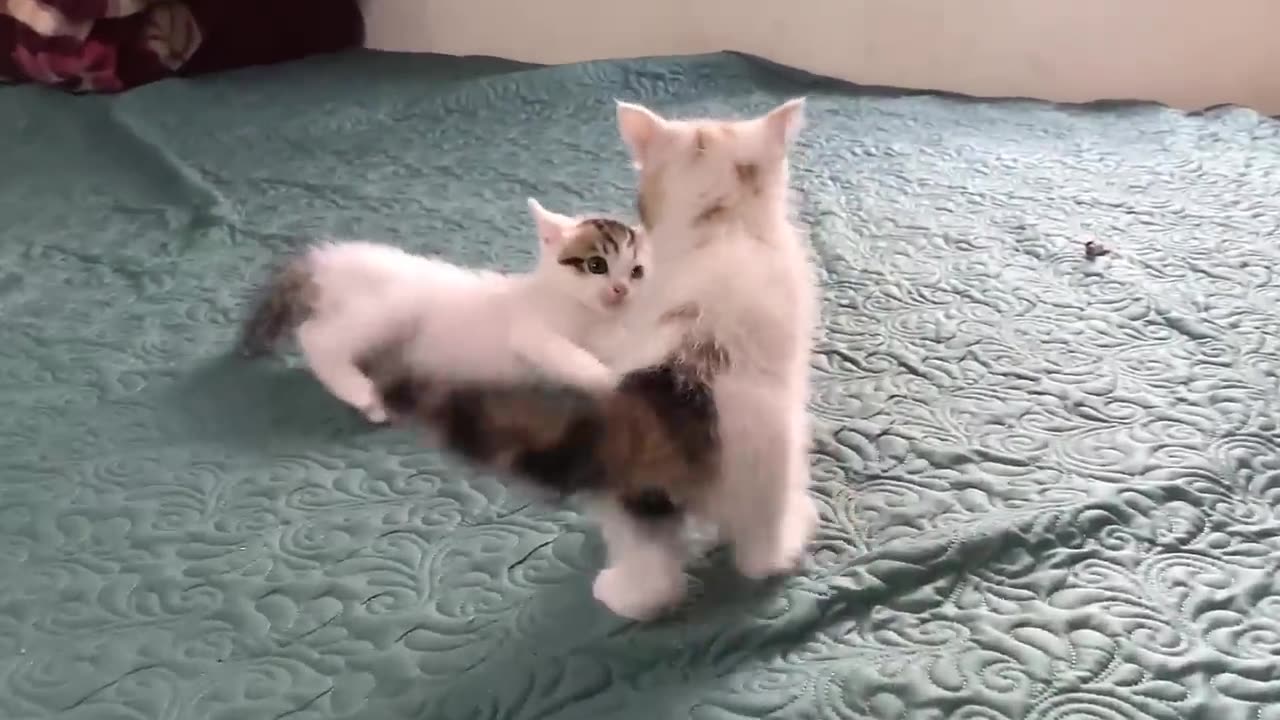 Cute Kittens - Funny and Cute Cat Videos Compilation 2023 #11