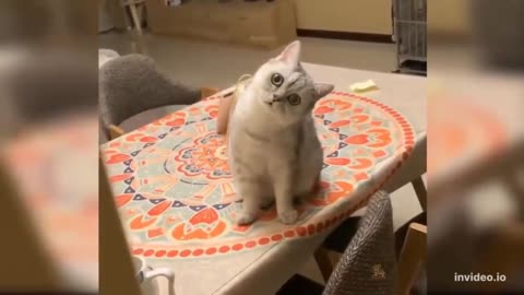 funny video
