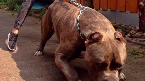 MOST Dangerous Dogs In The World | MOST Aggressive Dog Breed in the World