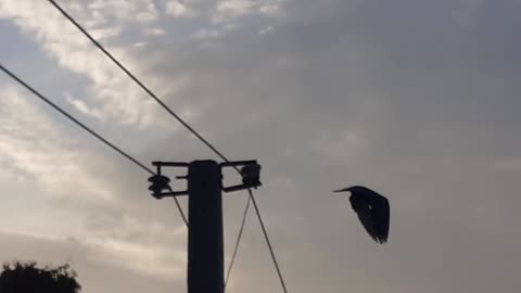 Birds on wire